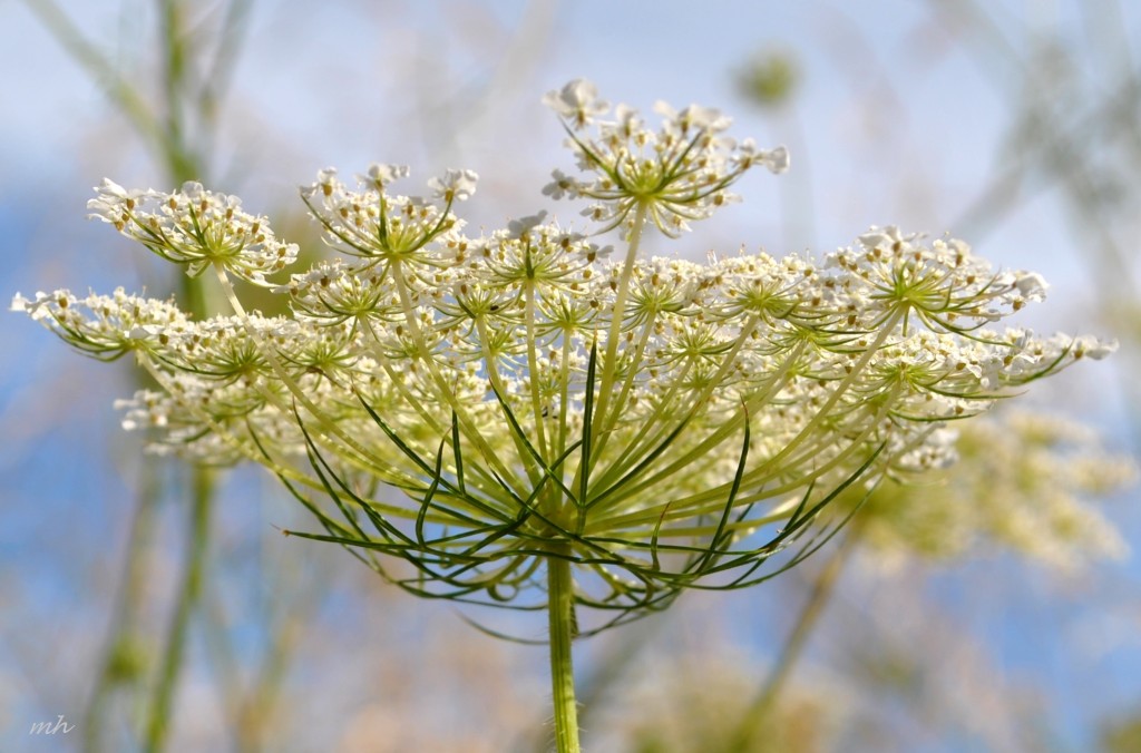 Queen Anne's lace flower 2014 (8)
