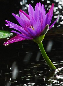 Water Lily tim