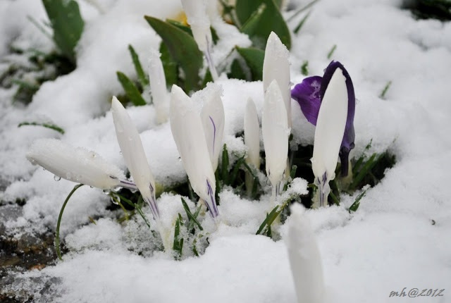 spring-2012-4