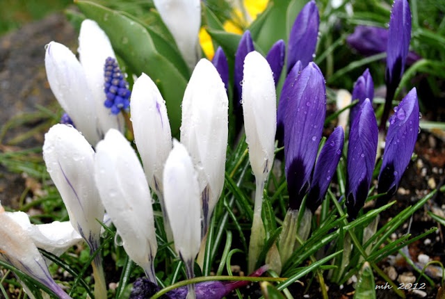 spring-snowfall-2012-19