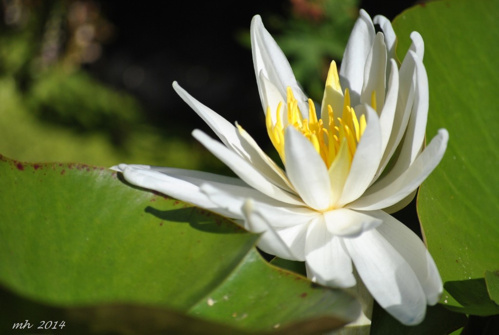 Water Lily July 2014. (28)