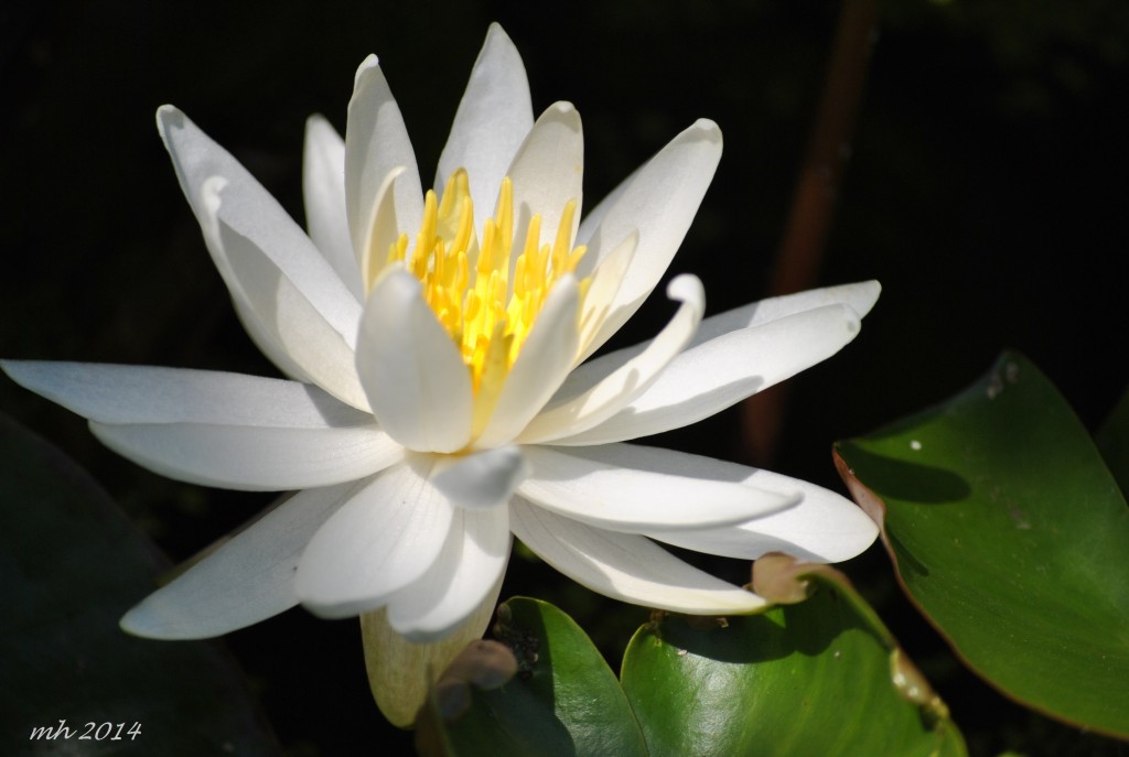 Water Lily July 2014. (42)
