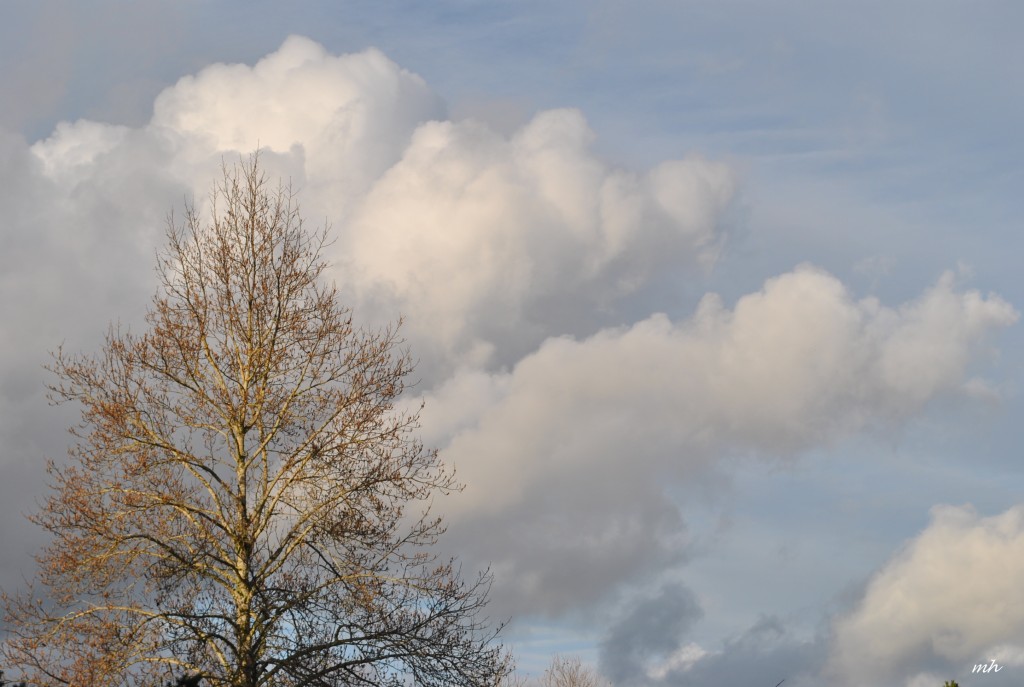 Christmas 2015 (mh) (9)
