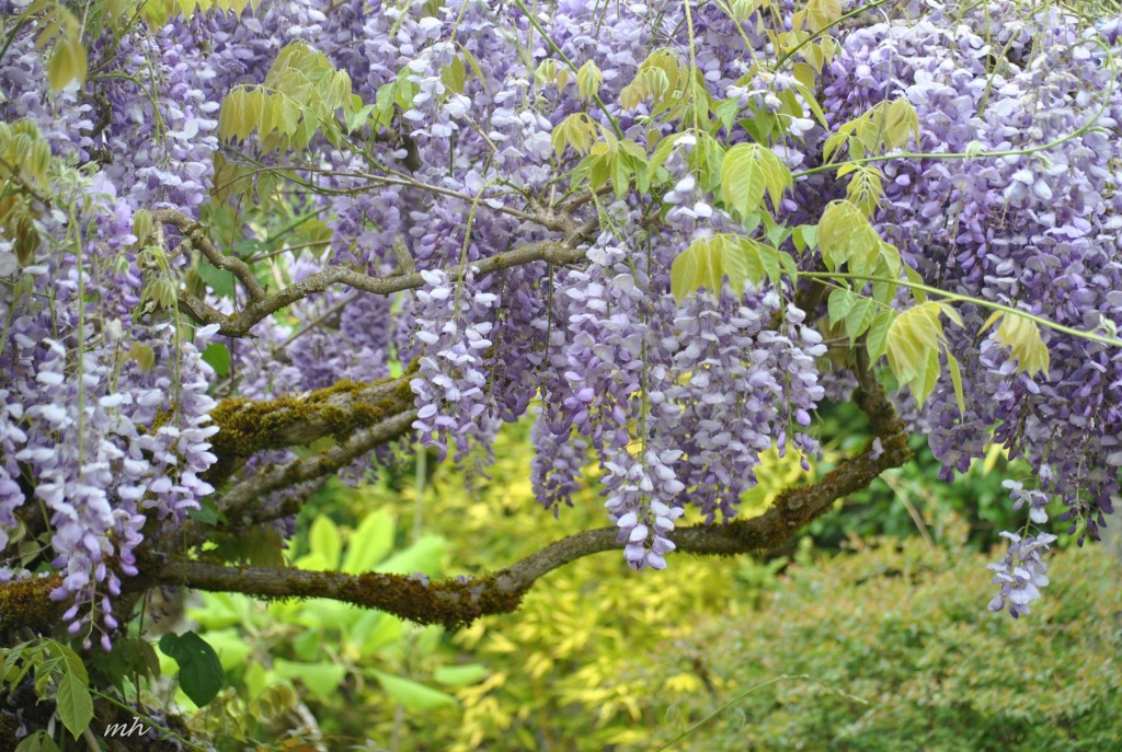 Wisteria Floribunda 2014 (mh) (71)