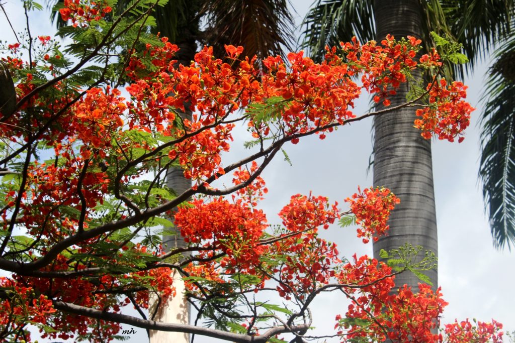 Hoa phuong in hawaii-2015 (6)