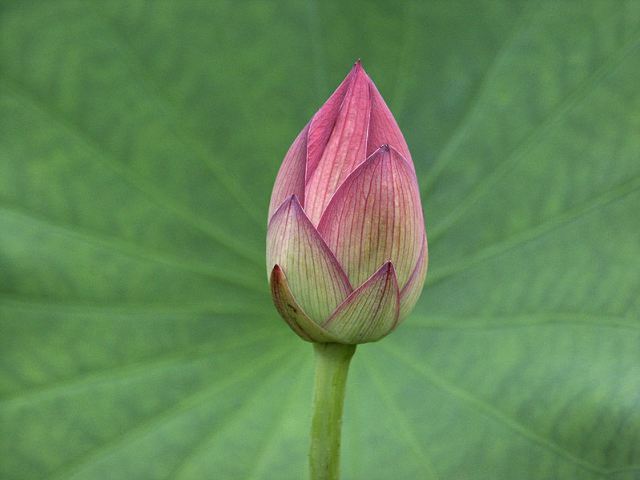 lotus-bud