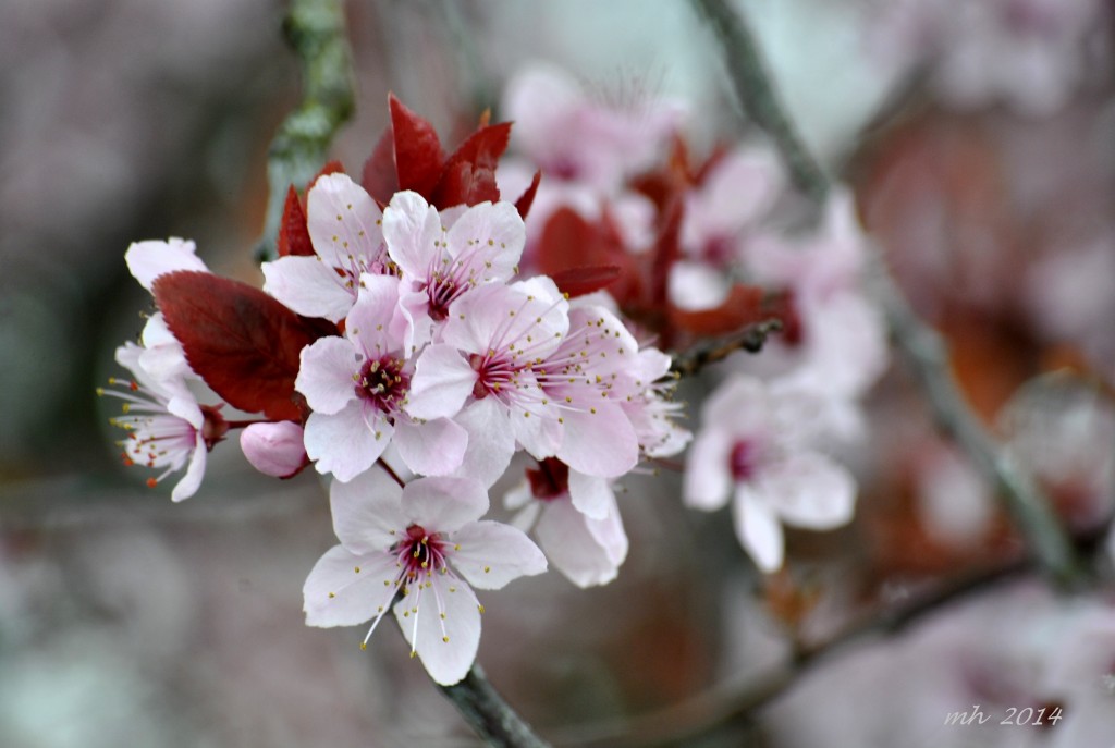 Cherry Blossom March 18 - 2014 (16)