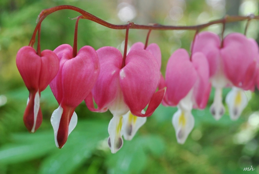 Dicentra spectabilis . 2014 (8)