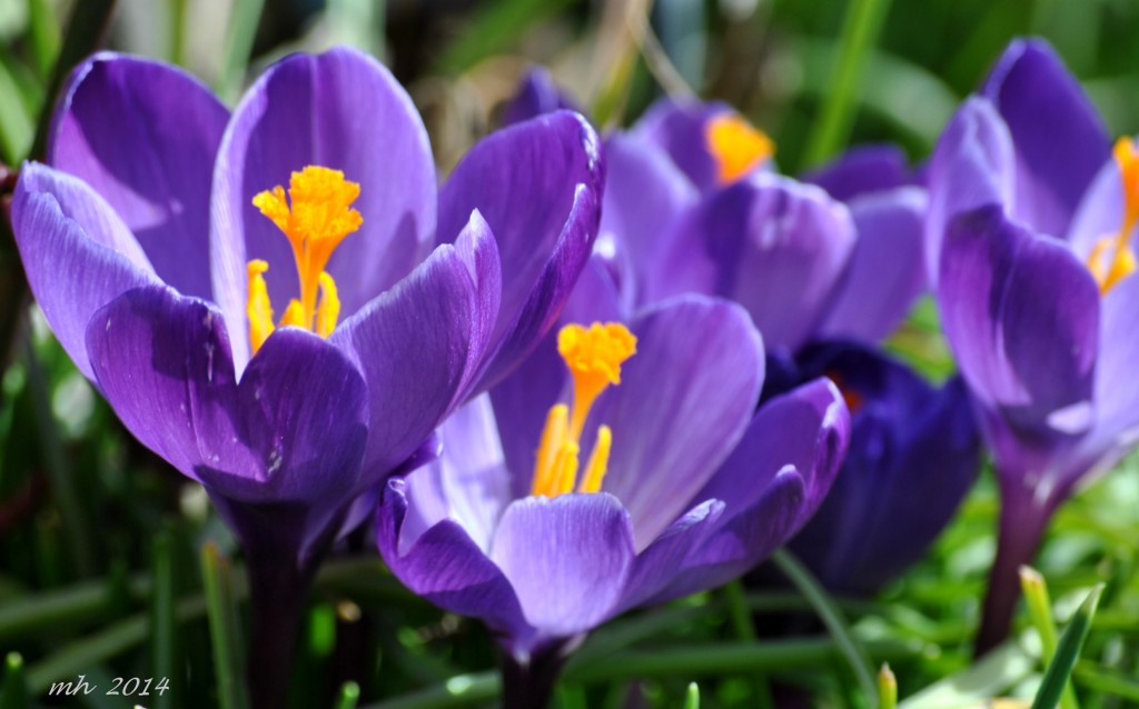 Crocus Feb 28 - 2014 (15)