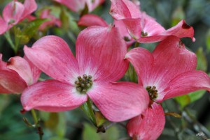 Hoa Dogwood 2014 (32)