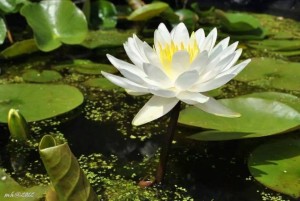 Water Lily 2012