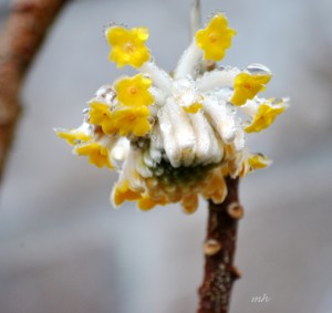 Edgeworthia chrysantha 2014 (3)