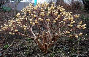 Edgeworthia chrysantha