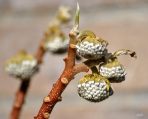 edgeworthia-2014