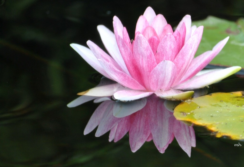 Pink Water Lily 2014