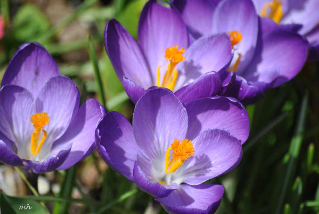 Crocus Feb 28 - 2014 (130)