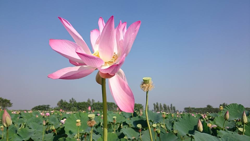 Lotus (1)