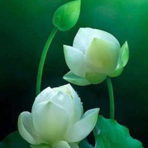 Lotus  (10)