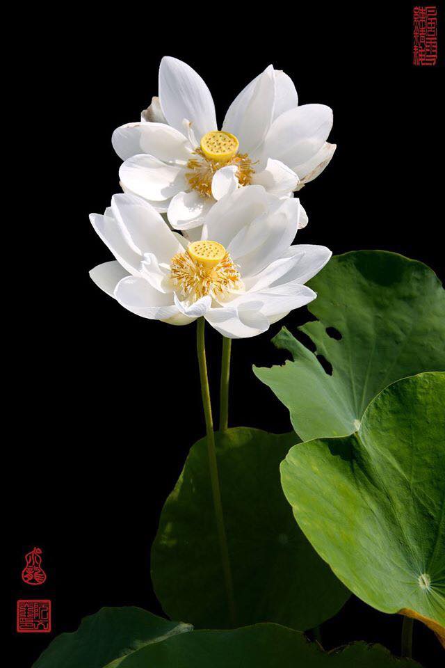 Lotus (7)