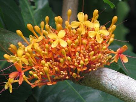 Ashoka Flower (2)