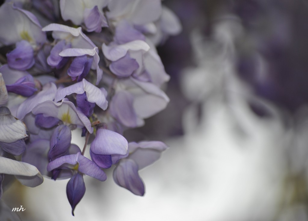 Wisteria tim 2014 (24)