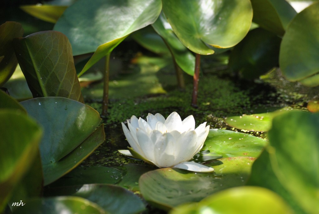 Water Lily 2014 (3)