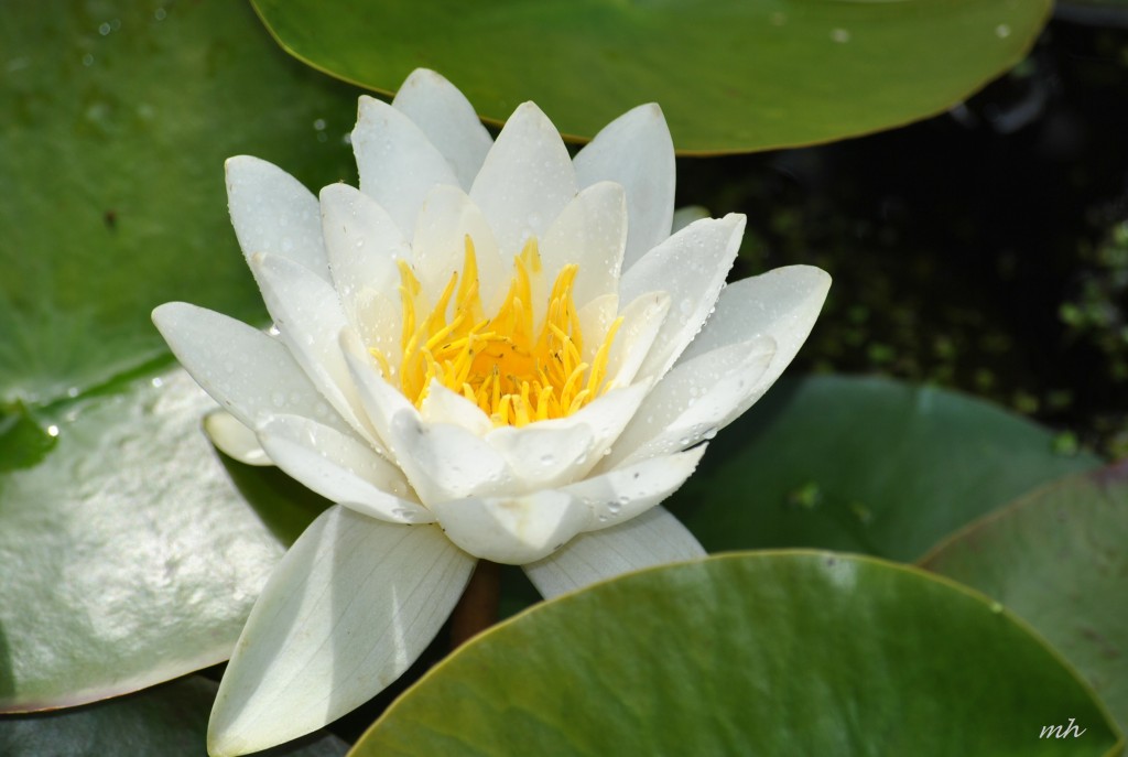 Water Lily June 28 - 2014 (3)