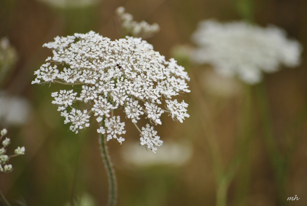 Queen Anne's lace 2014 (1)