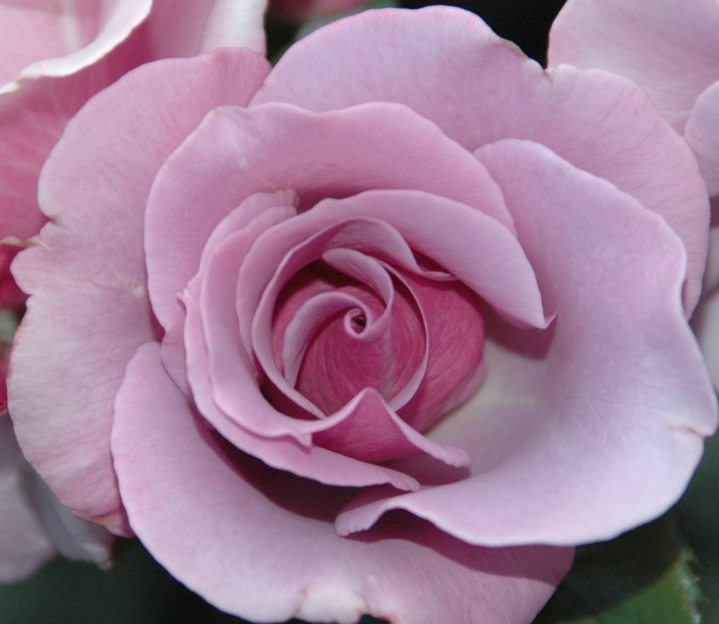 Rose Garden 2014