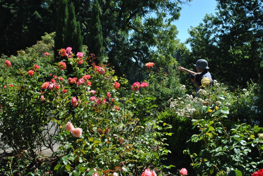 Rose Garden 2014 (281)