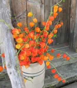 Chinese Lantern Flowers (34)