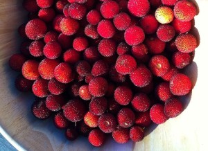Bowl_of_Strawberry_Tree_berries