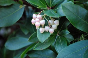 Eastern Strawberry tree (3)