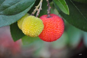 Eastern Strawberry tree (4)