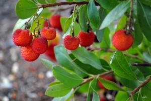 Eastern Strawberry tree (6)