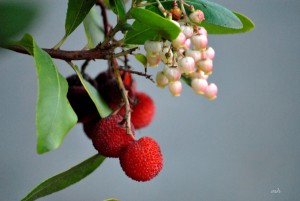 Eastern Strawberry tree (7)