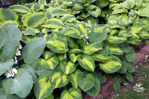 Hosta