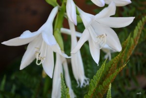 New Garden, Aug 17 - 2015 (10) nh