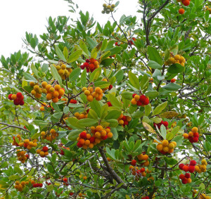 Strawberry tree (3)