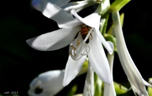 White Hosta 2015 (19)