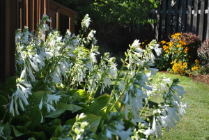 White Hosta 2015 (3)