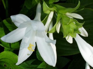 white hosta flowers 2