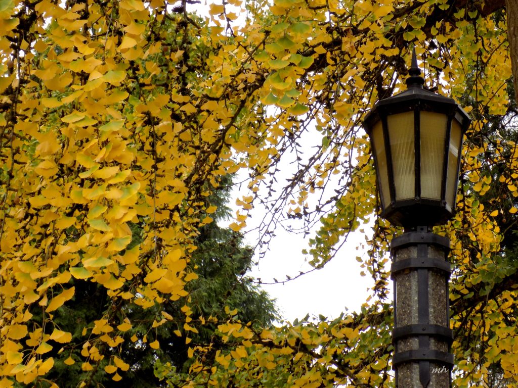 laurelhurst-park-autumn-2016-36