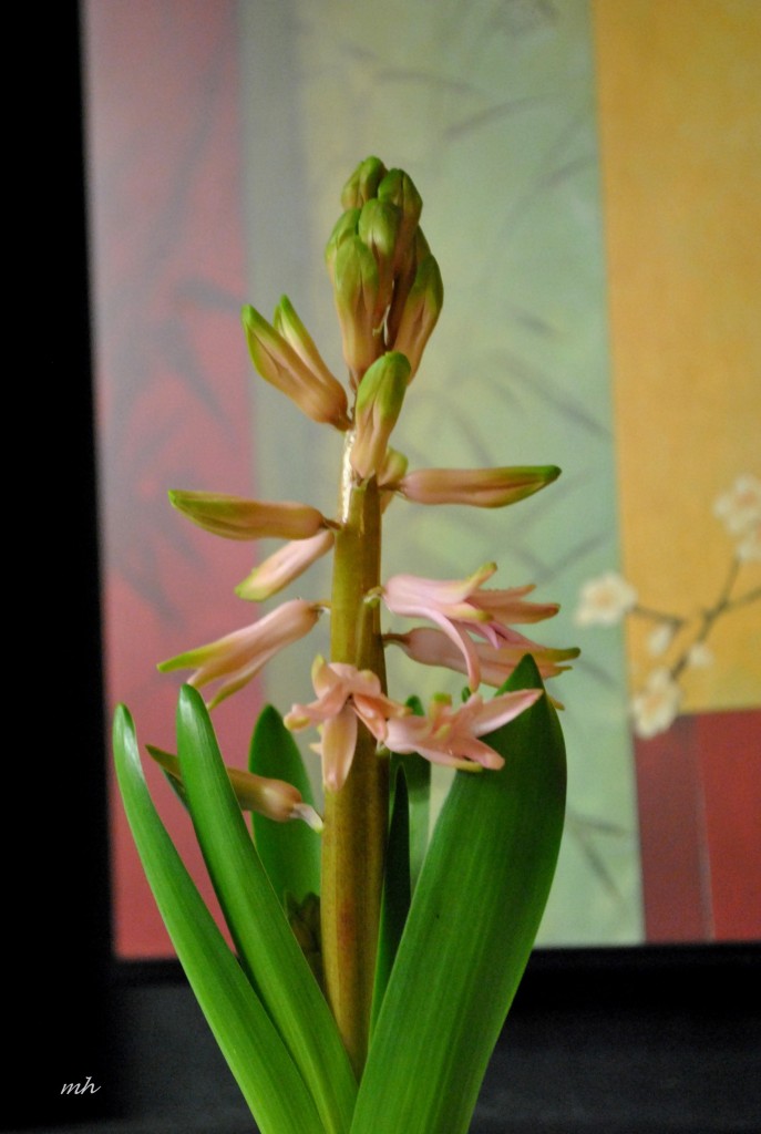 The Hyacinthaceae (Da Lan Huong) (mh) (4)