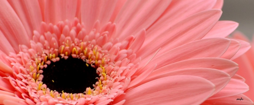 Cúc đồng tiền (Gerbera ) 2016 (1)