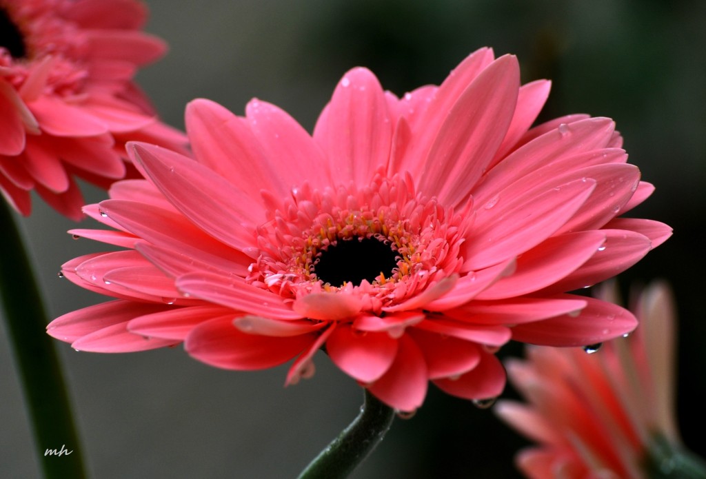 Cúc đồng tiền (Gerbera ) 2016 (10)