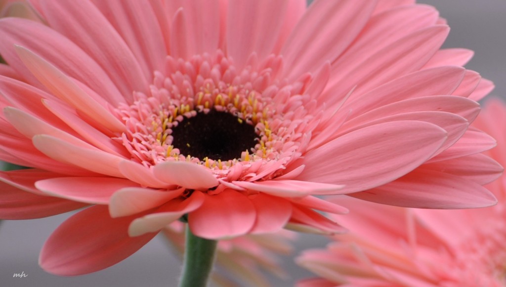 Cúc đồng tiền (Gerbera ) 2016 (12)