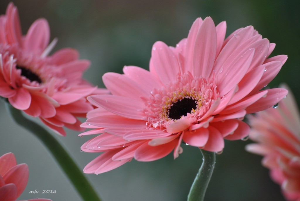 Cúc đồng tiền (Gerbera ) 2016 (13)