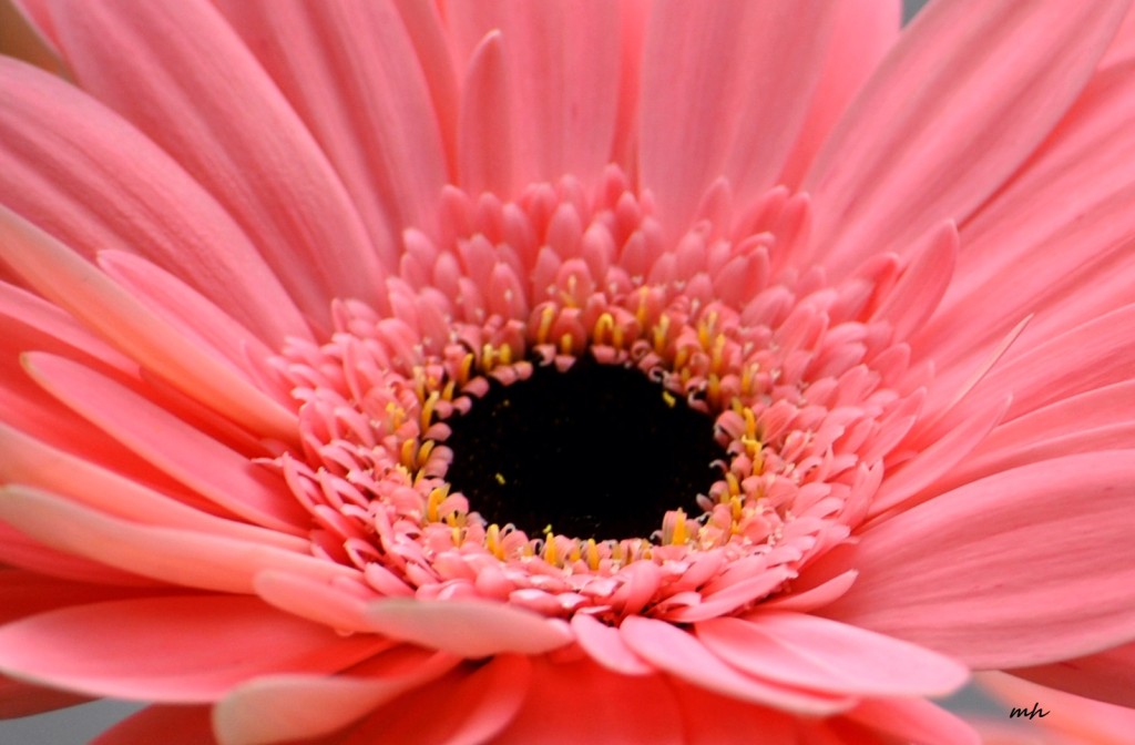 Cúc đồng tiền (Gerbera ) 2016 (14)