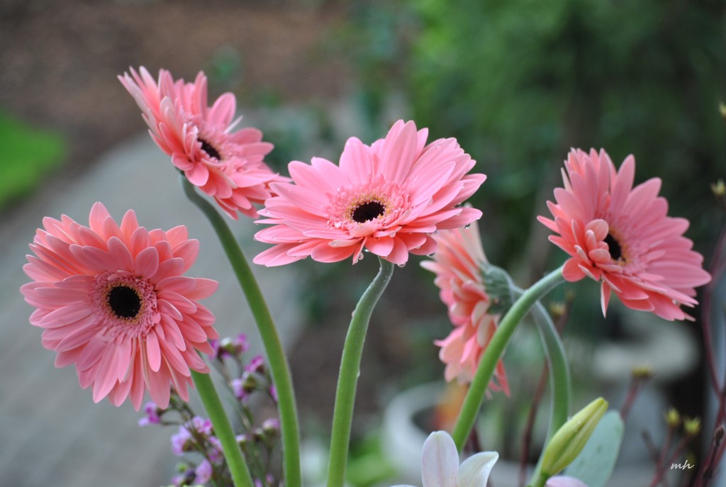 Cúc đồng tiền (Gerbera ) 2016 (15)